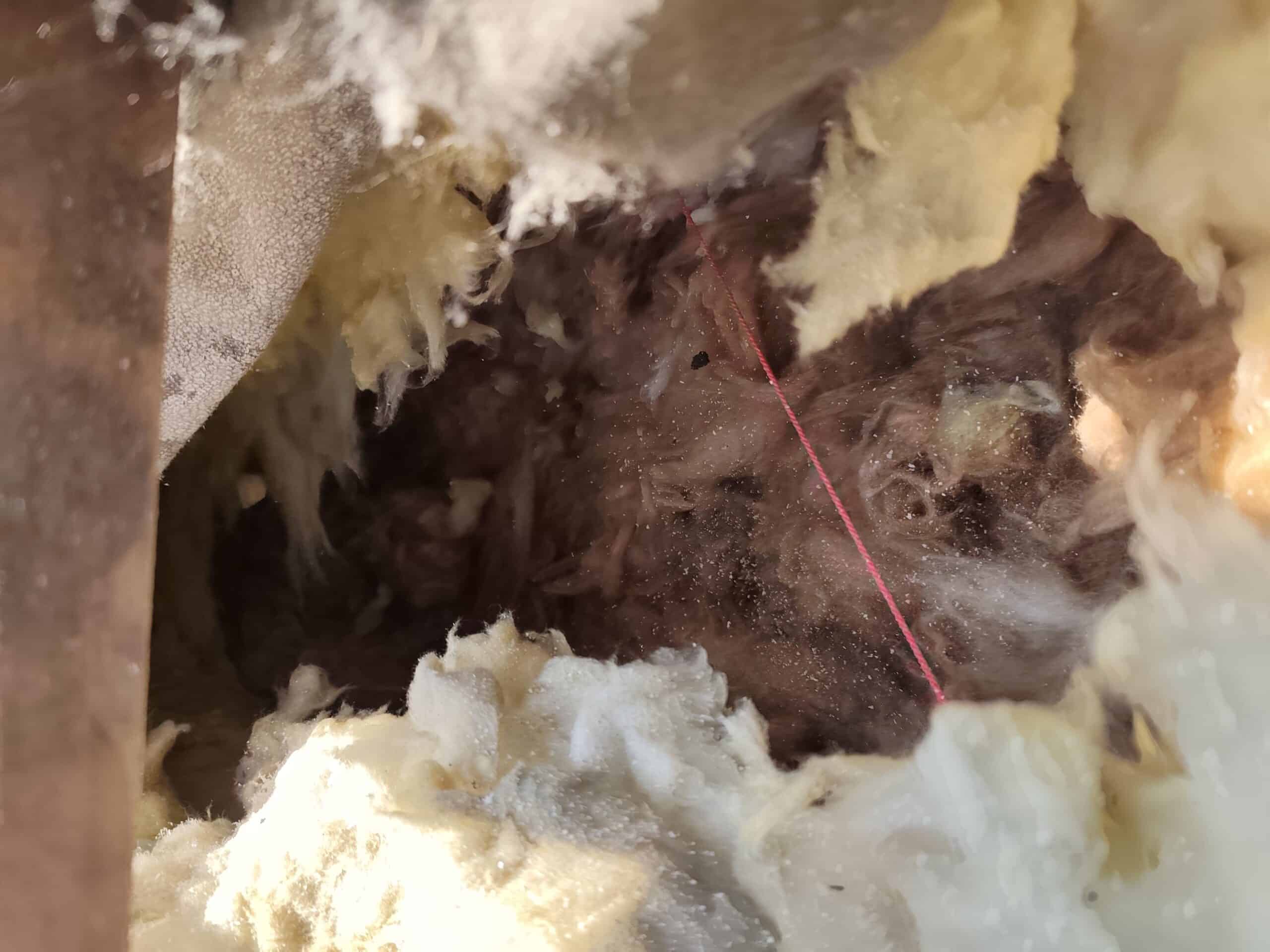 wełna zniszczona przez kuny