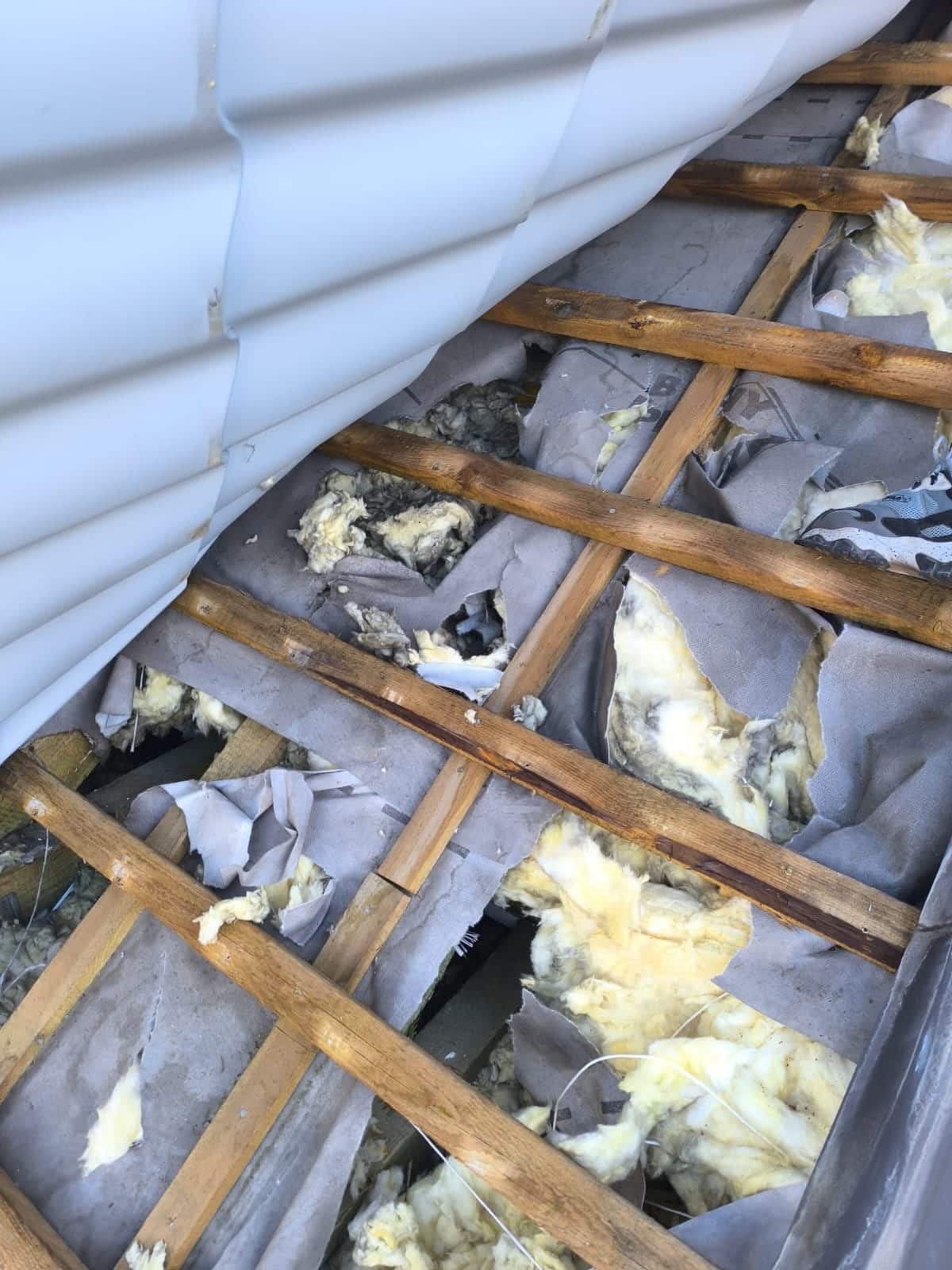 zniszczona izolacja dachu przez kuny