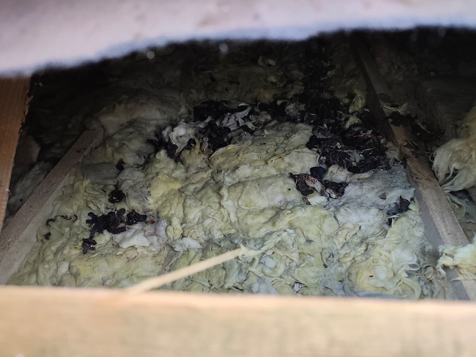 zniszczona izolacja poddasza przez kuny