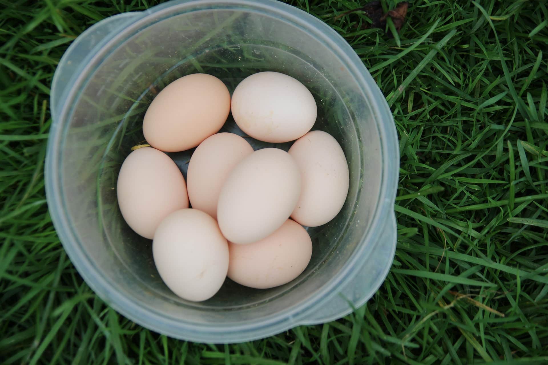 jaja które zjada kuna